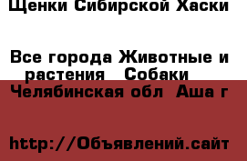 Щенки Сибирской Хаски - Все города Животные и растения » Собаки   . Челябинская обл.,Аша г.